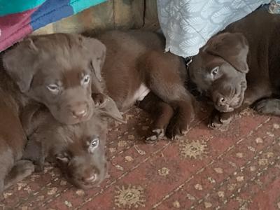 Chocolate Labrador puppies for sale in Mayo