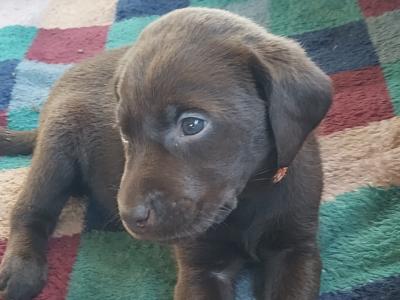 Chocolate Labrador puppies for sale in Mayo