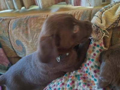 Chocolate Labrador puppies for sale in Mayo