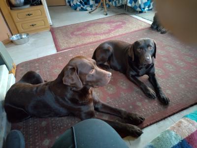 Chocolate Labrador puppies for sale in Mayo