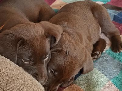 Chocolate Labrador puppies for sale in Mayo