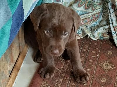 Chocolate Labrador puppies for sale in Mayo