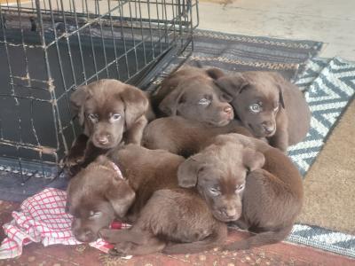 Chocolate Labrador puppies for sale in Mayo