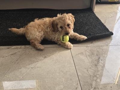 Lovely male Cockapoo puppy 10 weeks old in Dublin