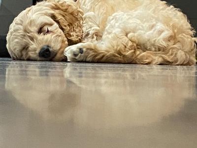 Lovely male Cockapoo puppy 10 weeks old in Dublin