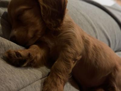 Beautiful Miniature female Dachshund puppy in Laois
