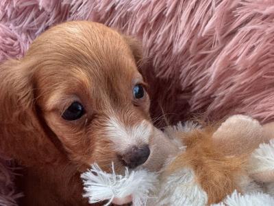 Beautiful Miniature female Dachshund puppy in Laois