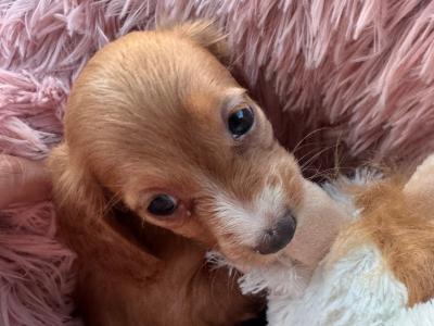Beautiful Miniature female Dachshund puppy in Laois