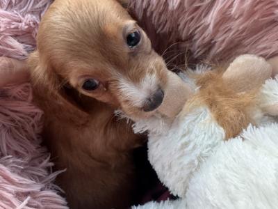 Beautiful Miniature Dachshund Puppy