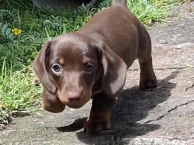 1000 Beautiful Dachshund female