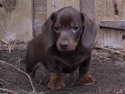 Beautiful female Dachshund puppy in Laois - €1000