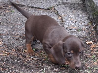 Beautiful female Dachshund puppy in Laois - €1000