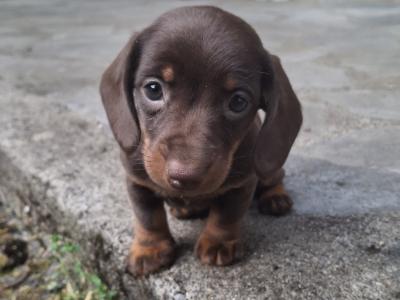 Beautiful female Dachshund puppy in Laois - €1000