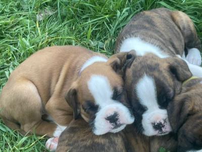 IKC Registered (pending) Flashy Boxer puppies in Dublin