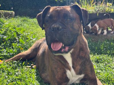 IKC Registered (pending) Flashy Boxer puppies in Dublin