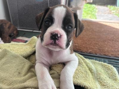 IKC Registered (pending) Flashy Boxer puppies in Dublin