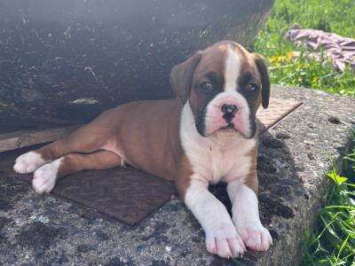 IKC Registered (pending) Flashy Boxer puppies in Dublin
