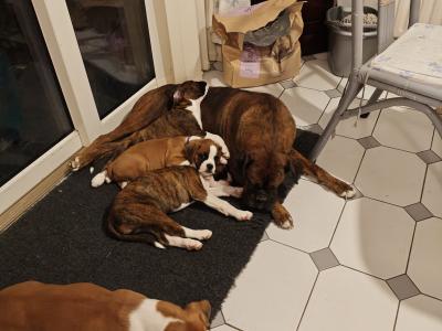 IKC Registered (pending) Flashy Boxer puppies in Dublin