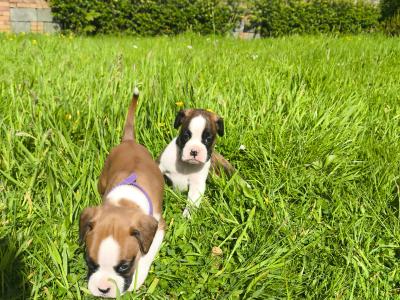 IKC Registered (pending) Flashy Boxer puppies in Dublin