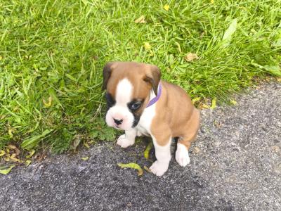 IKC Registered (pending) Flashy Boxer puppies in Dublin
