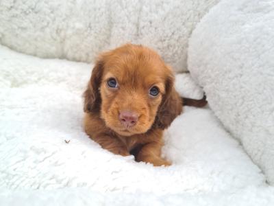 IKC Registered (pending) Longhaired Dachshund puppies in Dublin
