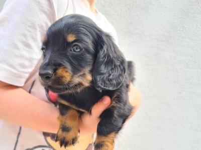 IKC Registered (pending) Longhaired Dachshund puppies in Dublin