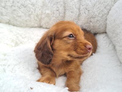 IKC Registered (pending) Longhaired Dachshund puppies in Dublin