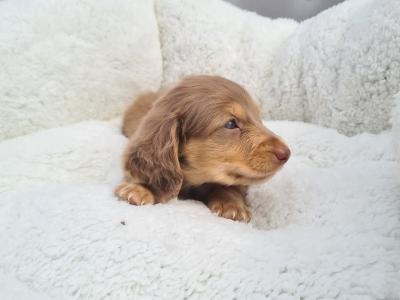 IKC Registered (pending) Longhaired Dachshund puppies in Dublin