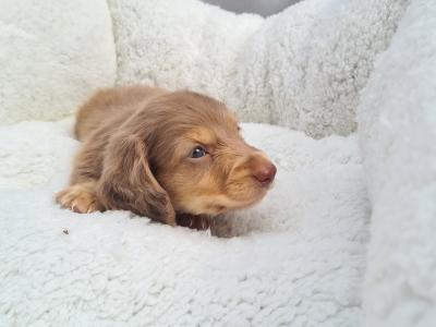 IKC Registered (pending) Longhaired Dachshund puppies in Dublin