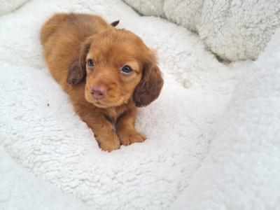 IKC Registered (pending) Longhaired Dachshund puppies in Dublin