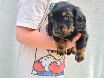 IKC Registered (pending) Longhaired Dachshund puppies in Dublin