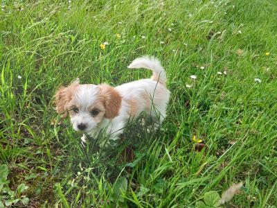 Adorable Cavachon puppies   **** 1 Female left**** in Wexford