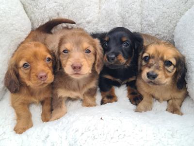 IKC Registered (pending) Longhaired Dachshund puppies in Dublin