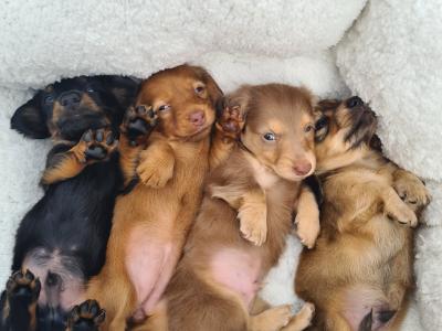 IKC Registered (pending) Longhaired Dachshund puppies in Dublin