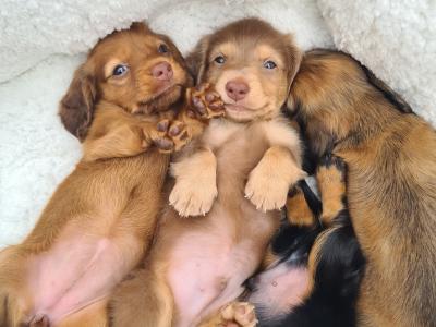 IKC Registered (pending) Longhaired Dachshund puppies in Dublin