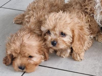 Only one female Cavapoo puppy left in Wexford
