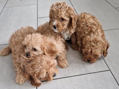 Only one female Cavapoo puppy left in Wexford