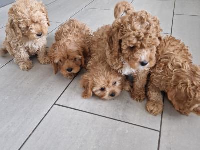 Only one female Cavapoo puppy left in Wexford
