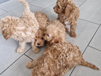Only one female Cavapoo puppy left in Wexford