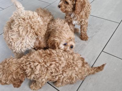 Only one female Cavapoo puppy left in Wexford