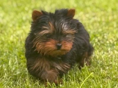 Miniature male Yorkshire Terrier puppy in Limerick