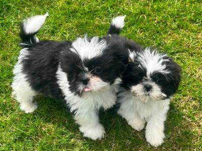 Beautiful Friendly Shih Tzu puppies for sale in Limerick