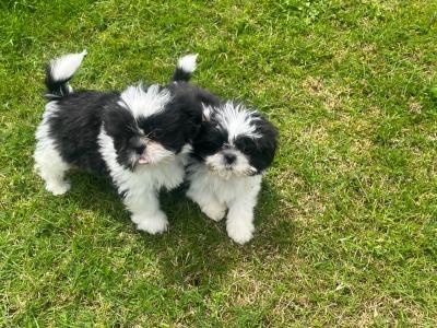 Beautiful Friendly Shih Tzu puppies for sale in Limerick