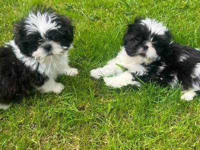 Price drop Friendly Shih Tzu puppies for sale in Limerick