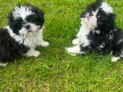 Price drop Friendly Shih Tzu puppies for sale in Limerick