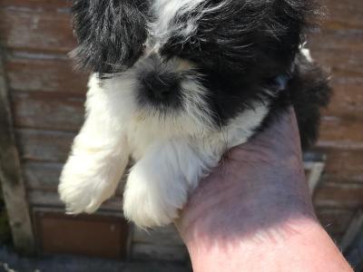 Price drop Friendly Shih Tzu puppies for sale in Limerick