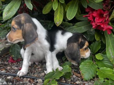 Beagle puppies in Tyrone