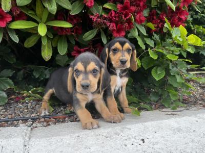Beagle puppies in Tyrone