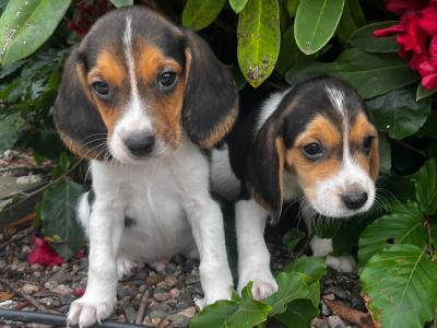 Beagle puppies in Tyrone