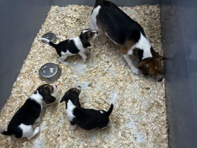 Beagle puppies in Tyrone